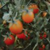 Tomate cerise - Hums - Imagen 3