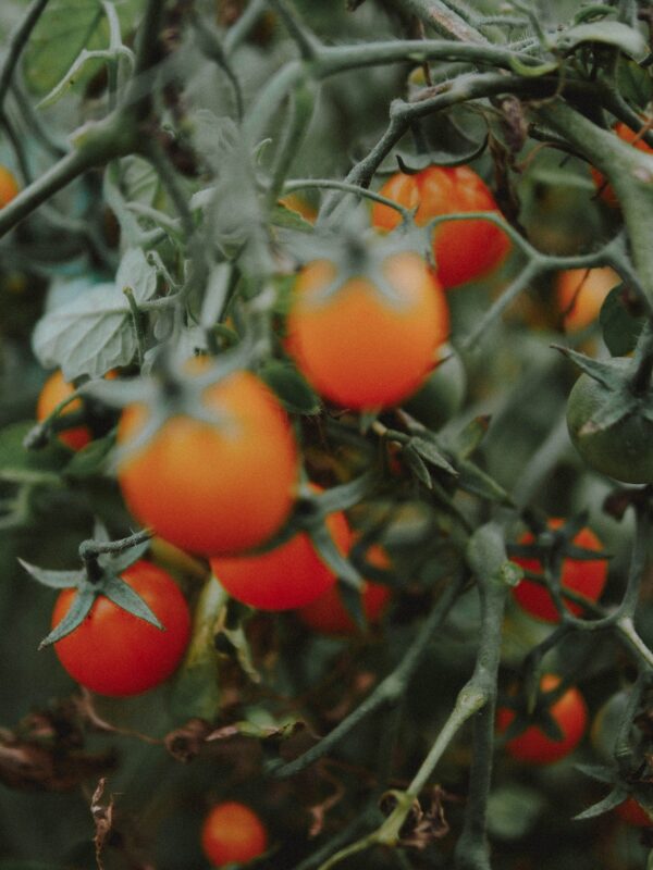 Tomate cerise - Hums - Imagen 3