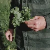 Coriandre - Hums - Imagen 3