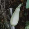 Courgette - Hums - Imagen 3