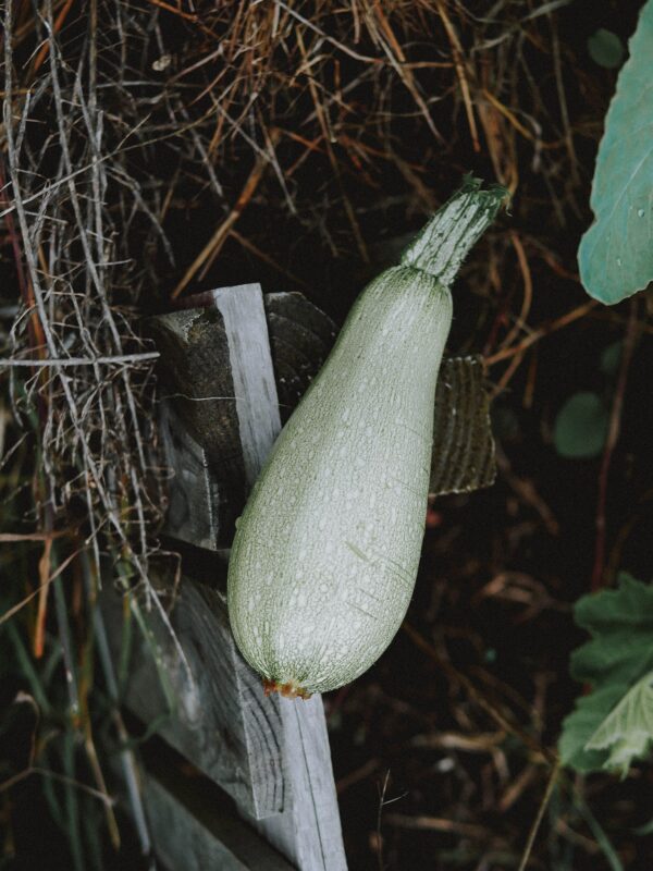 Courgette - Hums - Imagen 3