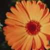 Souci - Hums - Imagen 3