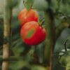 Tomate tigrella - Hums - Imagen 3