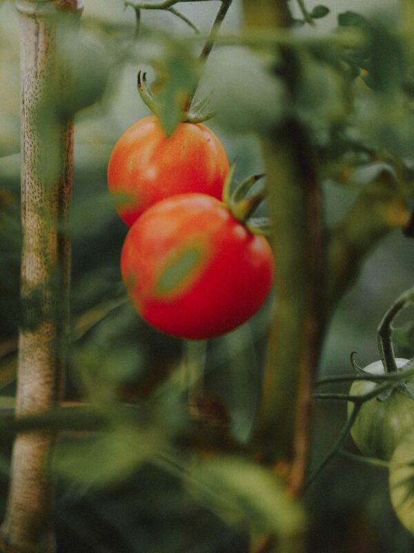 Tomate tigrella - Hums - Imagen 3